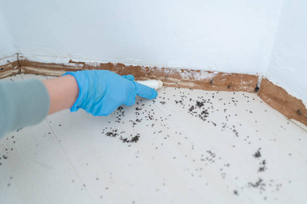 Wasp Removal Services in Dubach, LA